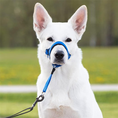 museliere chien fleximuse bleu berger blanc suisse vue de face parc