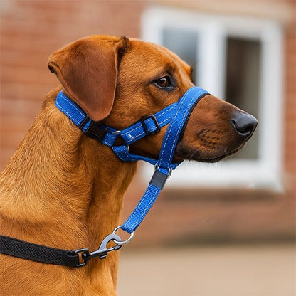museliere chien fleximuse bleu rhodesian ridgeback devant maison