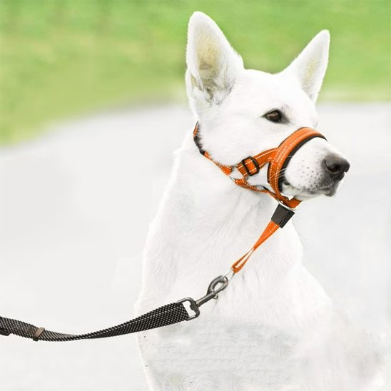 museliere chien fleximuse orange berger blanc suisse vue profil gauche parc