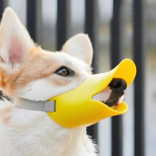 museliere chien peacebeak jaune corgi de profil regarde en haut