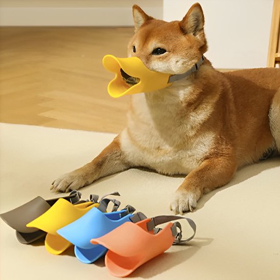 museliere chien peacebeak jaune shiba inu sur tapis avec quatre variantes