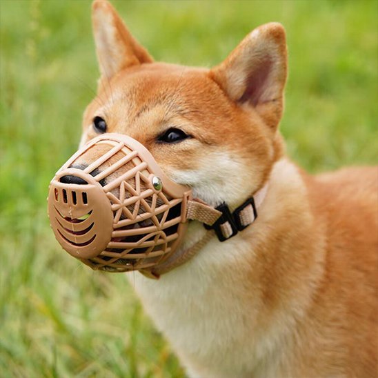 museliere pour chien baskair beige shiba inu zoom rapproche de profil dehors