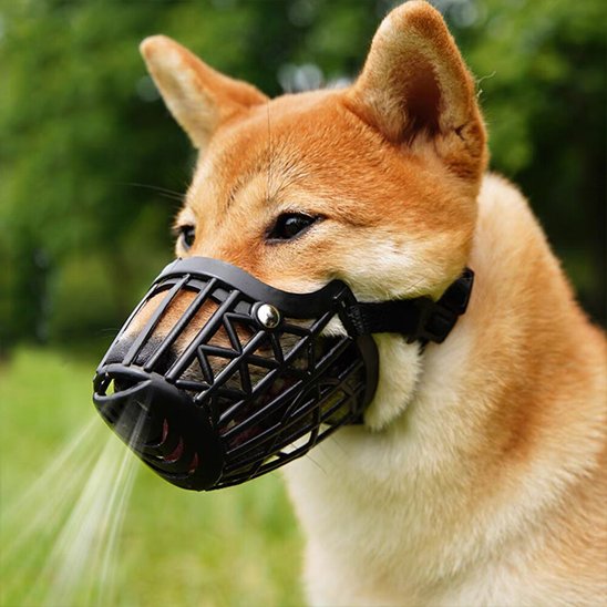 museliere pour chien baskair noir shiba souffle demonstration circulation air