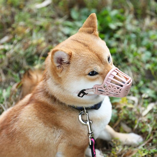 museliere pour chien baskair rose shiba inu assis de profil en laisse dehors