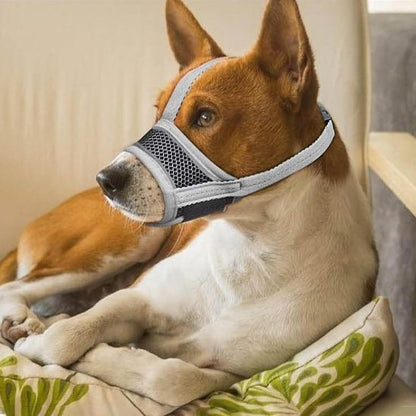 museliere pour chien museosoft grise basenji confortablement installe sur coussins