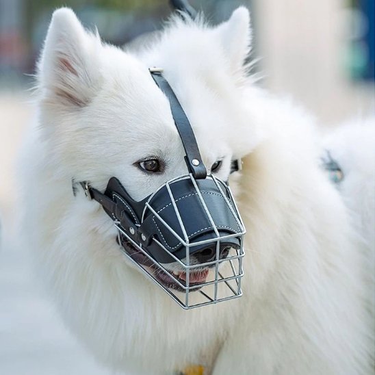 museliere pour chien zenoxis noir samoyede blanc vue de face