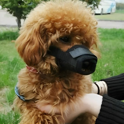 museliere trustifit noir caniche brun jardin avec maitresse