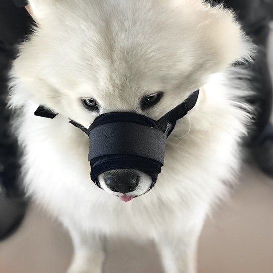 museliere trustifit noir samoyede vue face