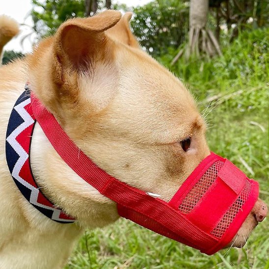 museliere trustifit rouge chien blond jardin vue profil