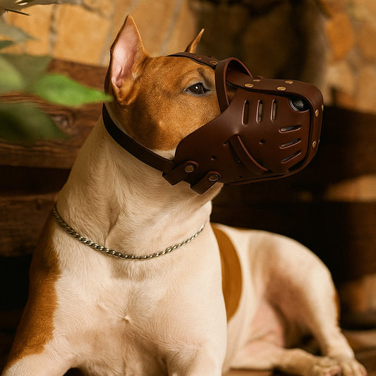 museliere wildleather chocolat chien installe tranquille sur banc bois