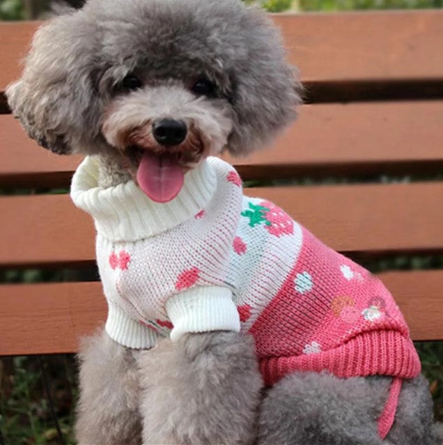 pull chien pawlidays rose fraises caniche assis banc tire langue