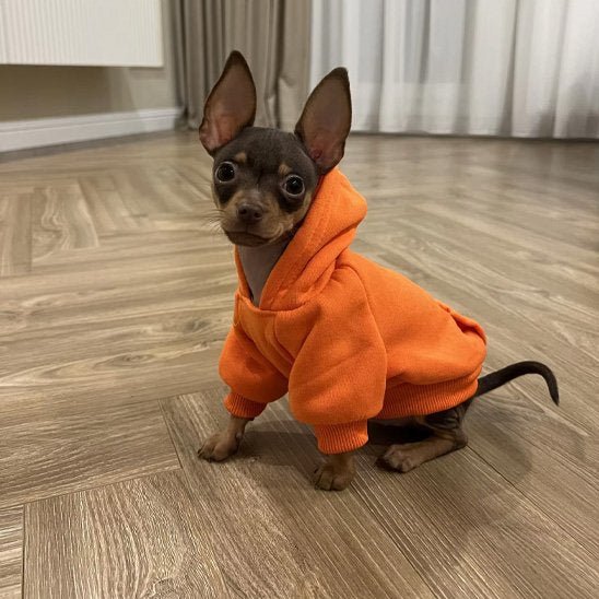 pull pour chien woof hoodie orange chihuahua assis pose interieur