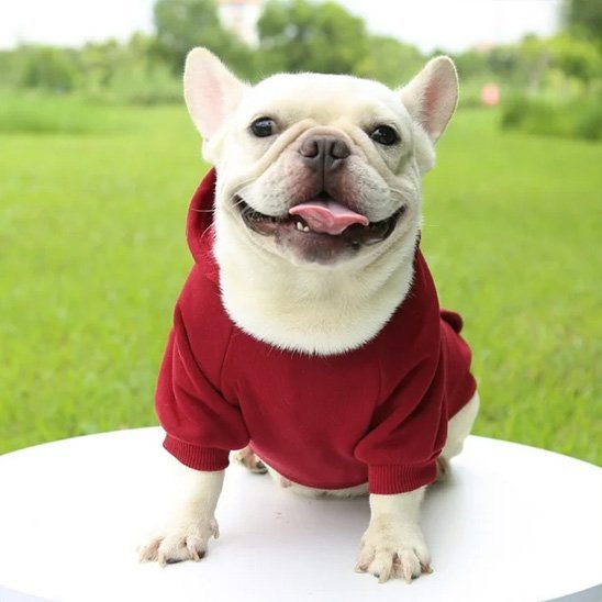 pull pour chien woof hoodie rouge bouledogue assis souriant