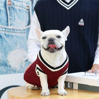 pull pour chien woofacademy bordeaux carlin pose avec maitre style studio