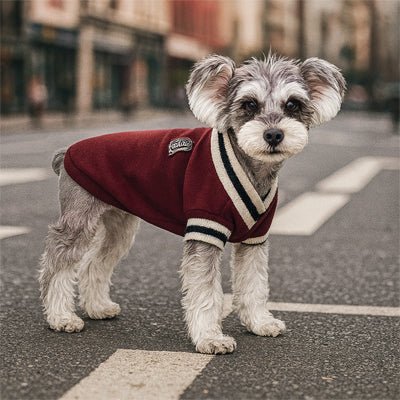 pull pour chien woofacademy bordeaux schnauzer traverse rue